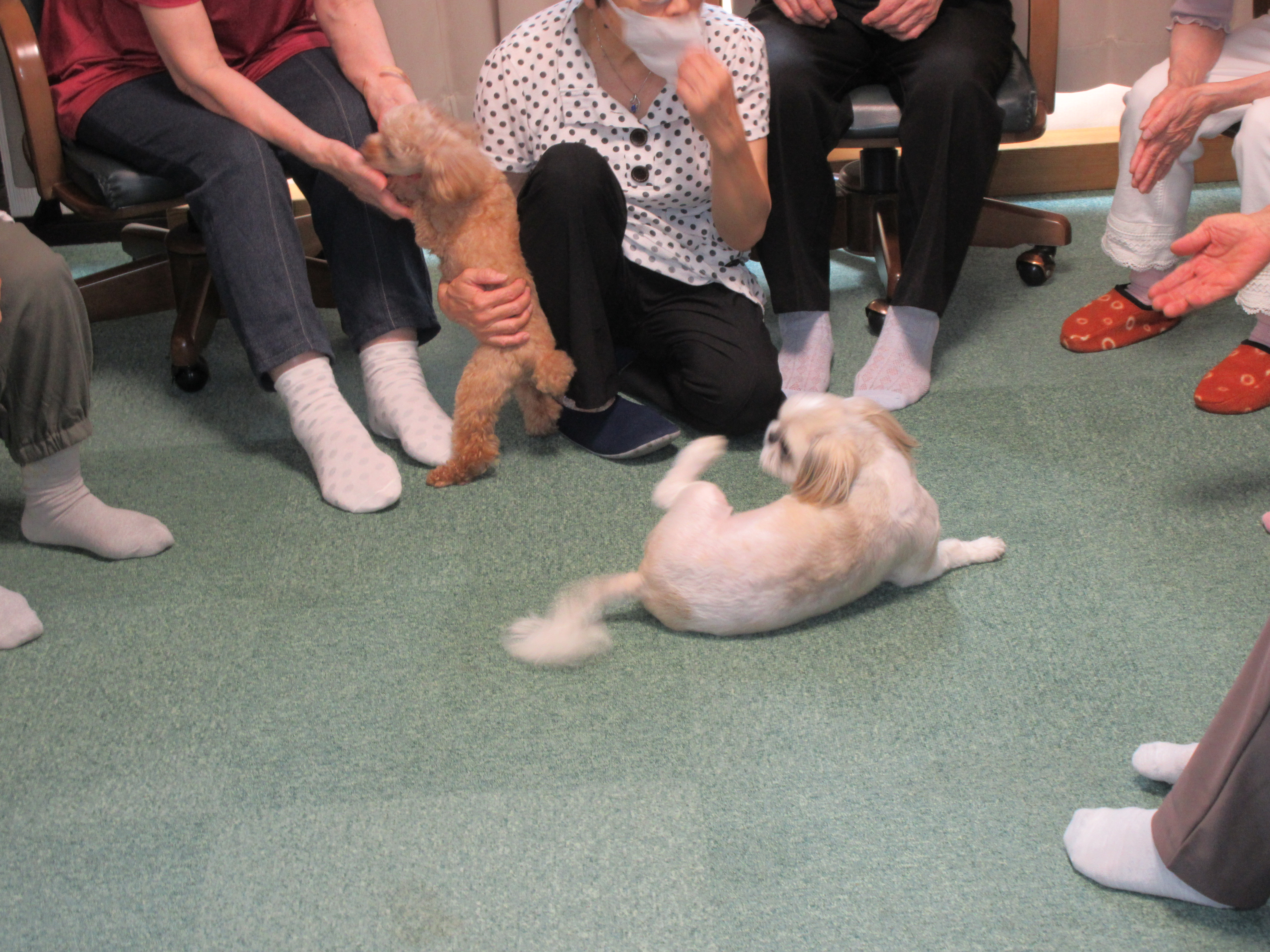 むむと舞です。