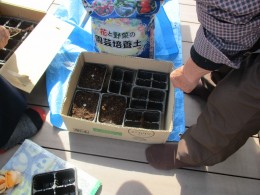 ひまわりの種まき
